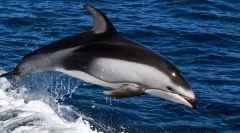 Whitord dolphin
